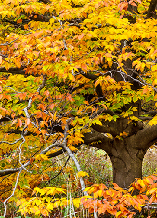 The Morton Arboretum