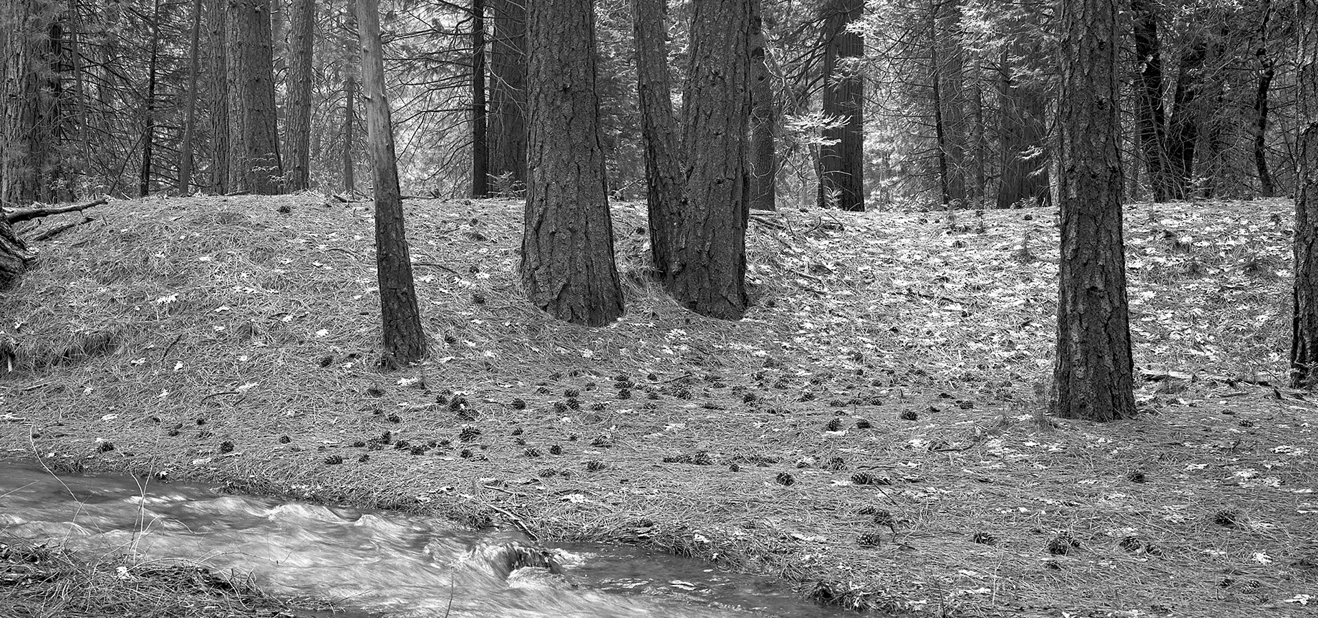 The Morton Arboretum