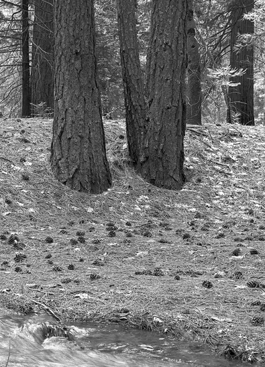 The Morton Arboretum