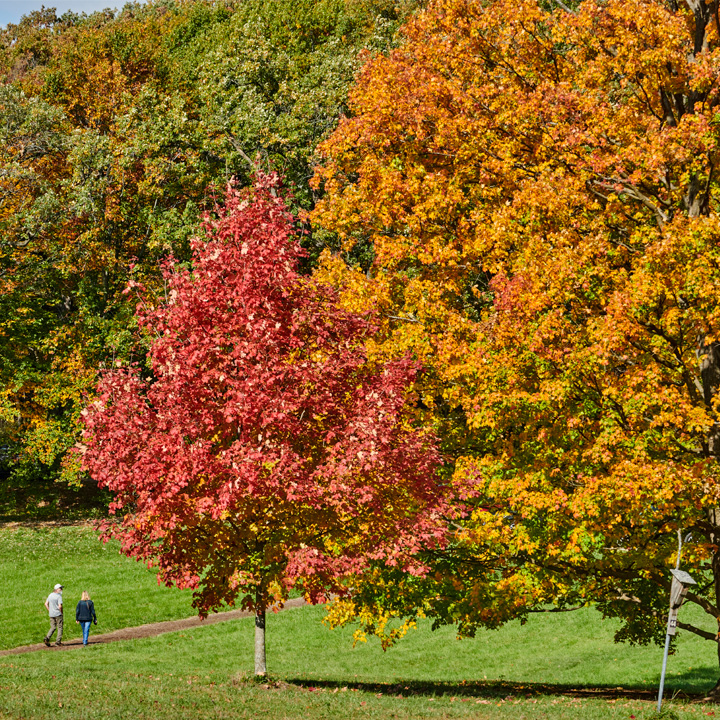 The Morton Arboretum