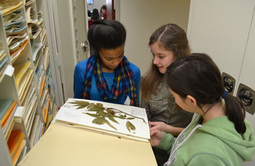 The Morton Arboretum