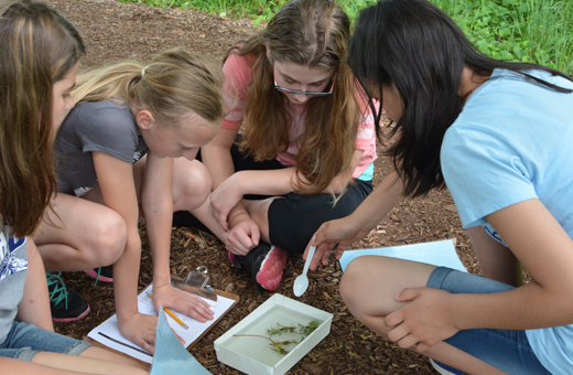 The Morton Arboretum