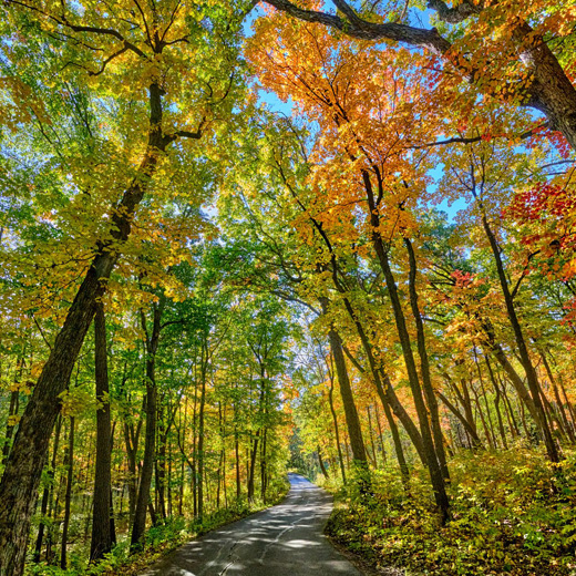 The Morton Arboretum