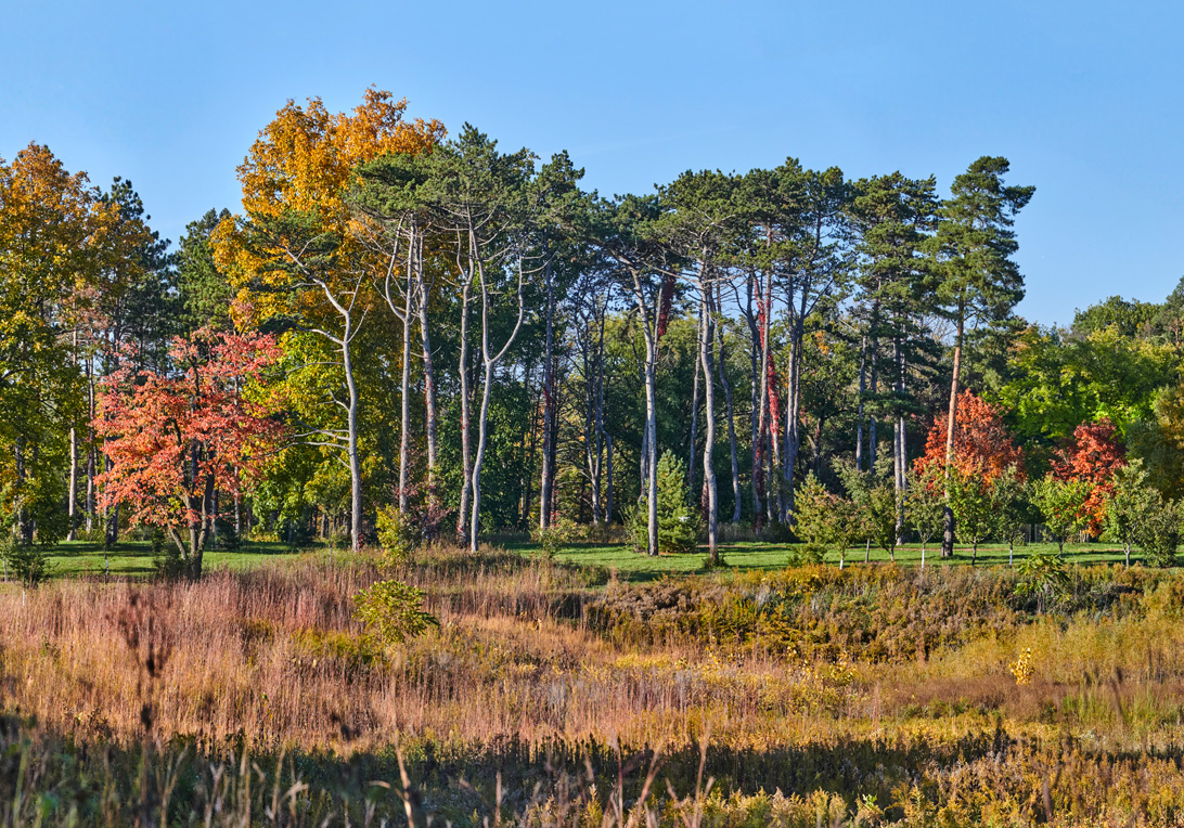 The Morton Arboretum