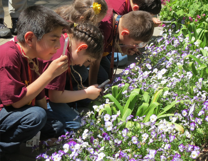 The Morton Arboretum