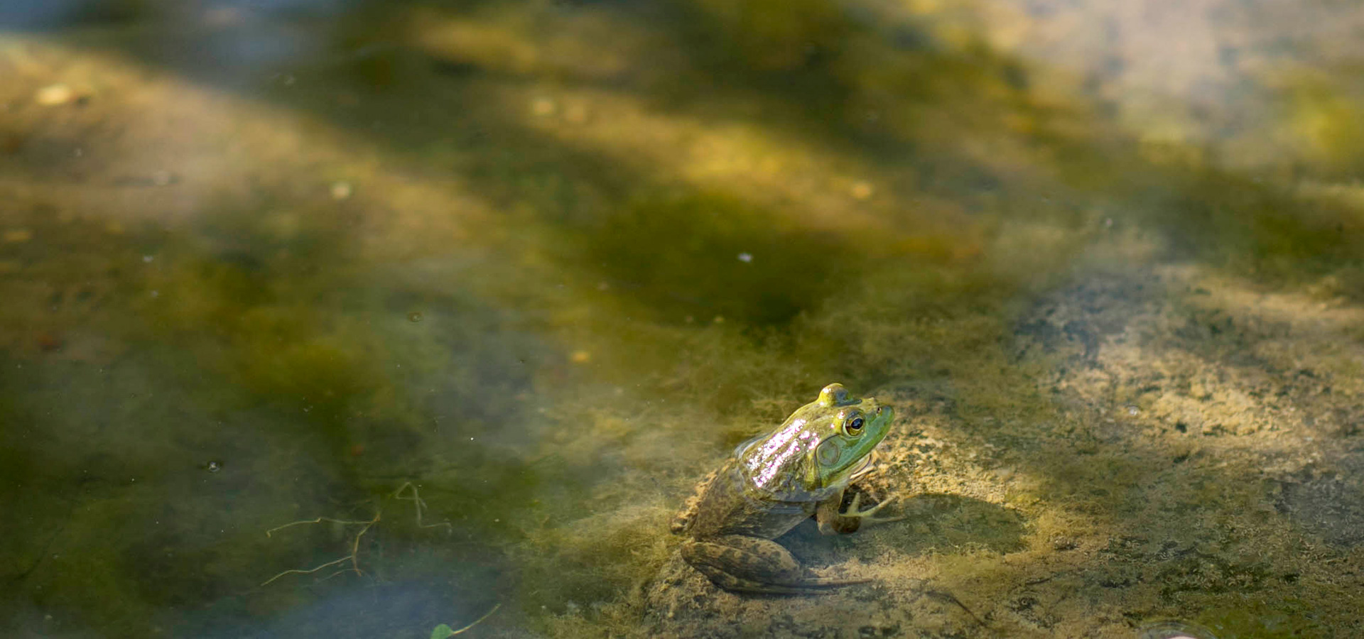 The Morton Arboretum