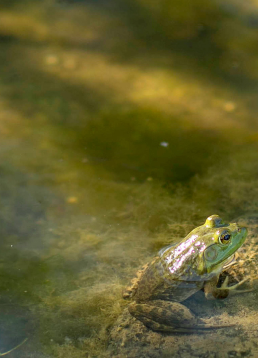 The Morton Arboretum