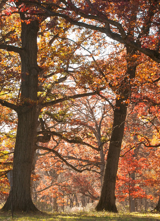 The Morton Arboretum