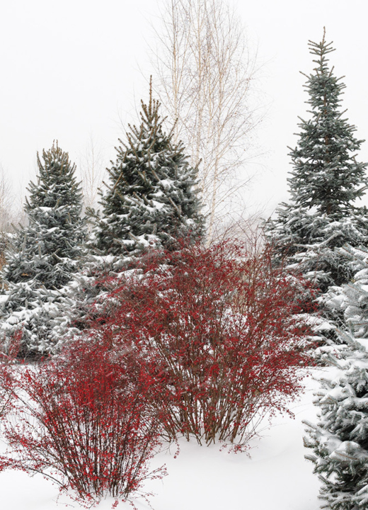 A snow-covered garden bed with evergreens, bushes with bright red berries, and shrubs with colorful bark.