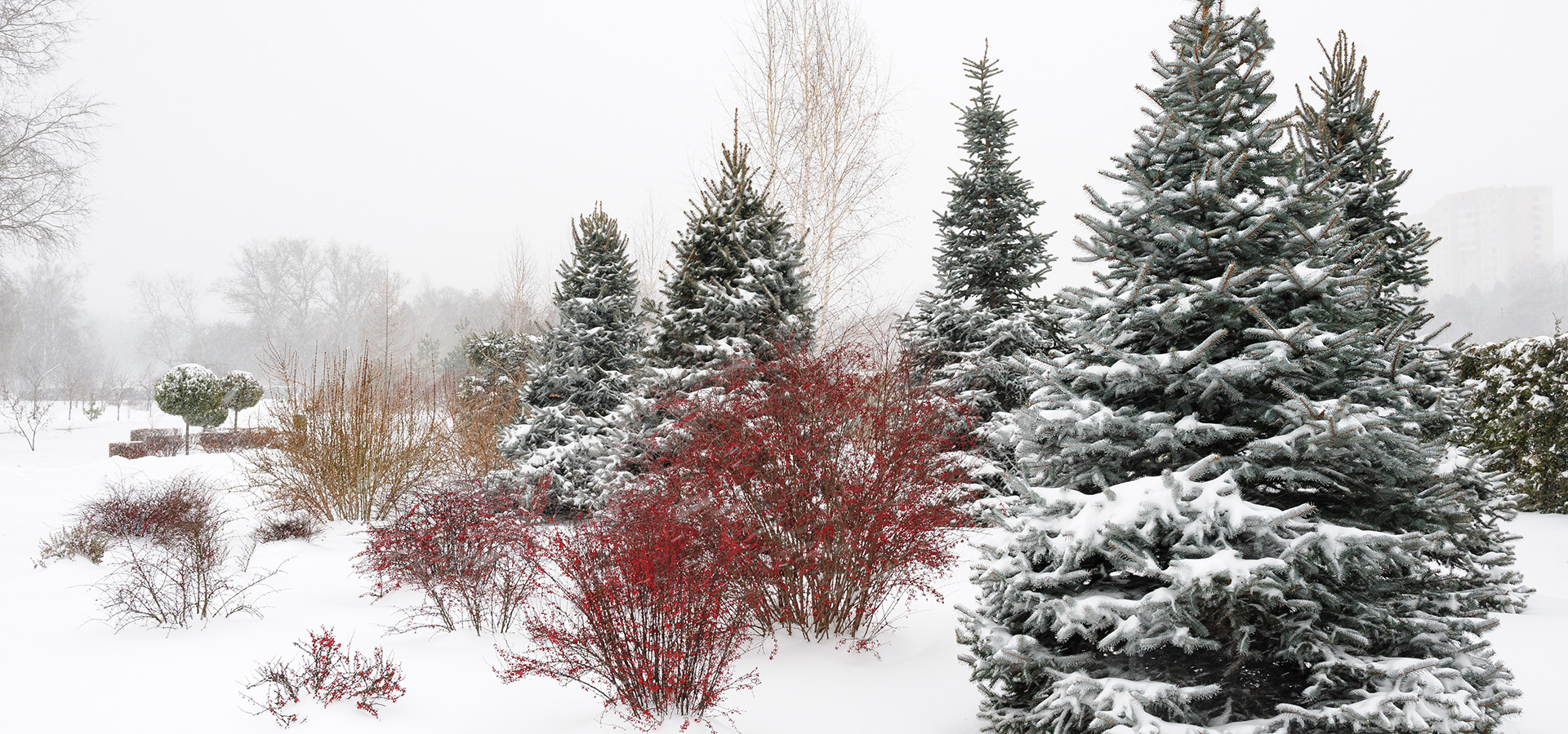 Winterscaping: Beauty in the Quiet Season | The Morton Arboretum