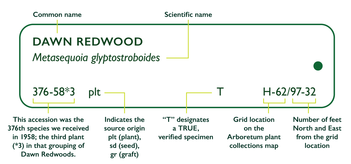 The Morton Arboretum