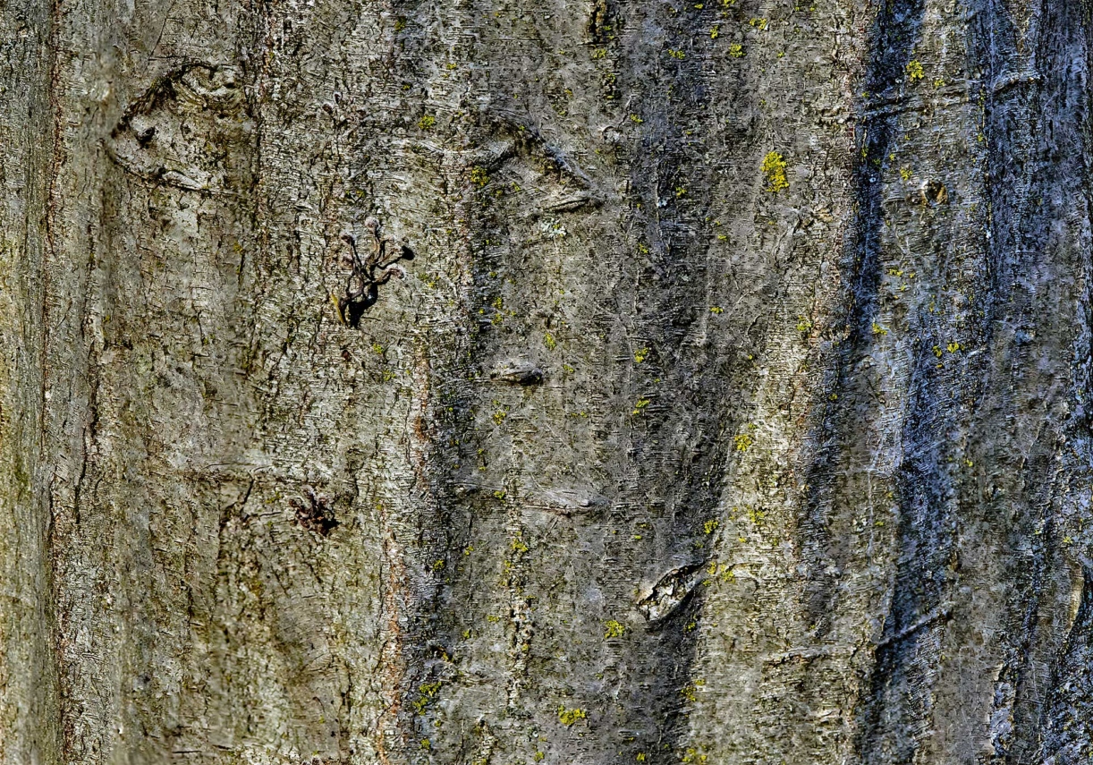 The Morton Arboretum