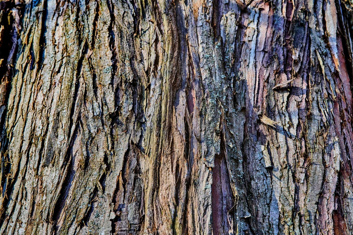 The Morton Arboretum