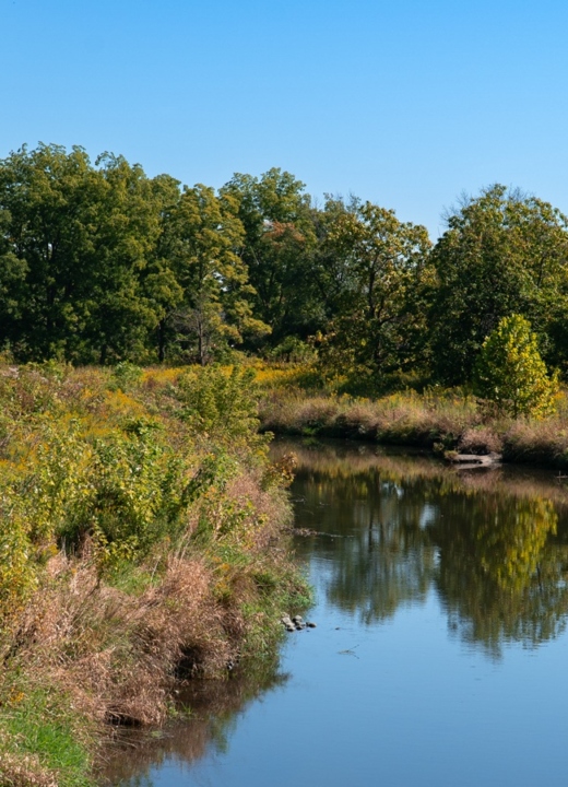 The Morton Arboretum