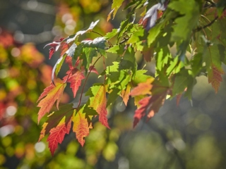 The Morton Arboretum