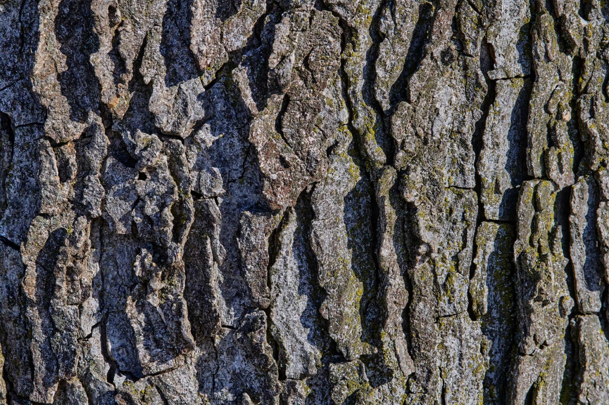 The Morton Arboretum