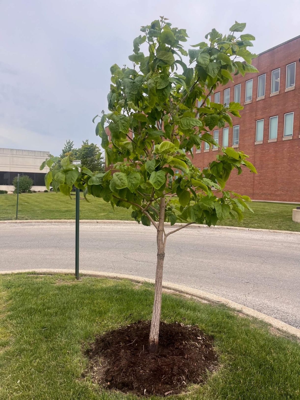 The Morton Arboretum