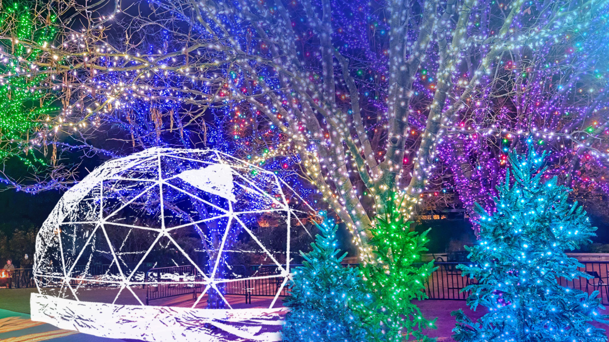 The Morton Arboretum