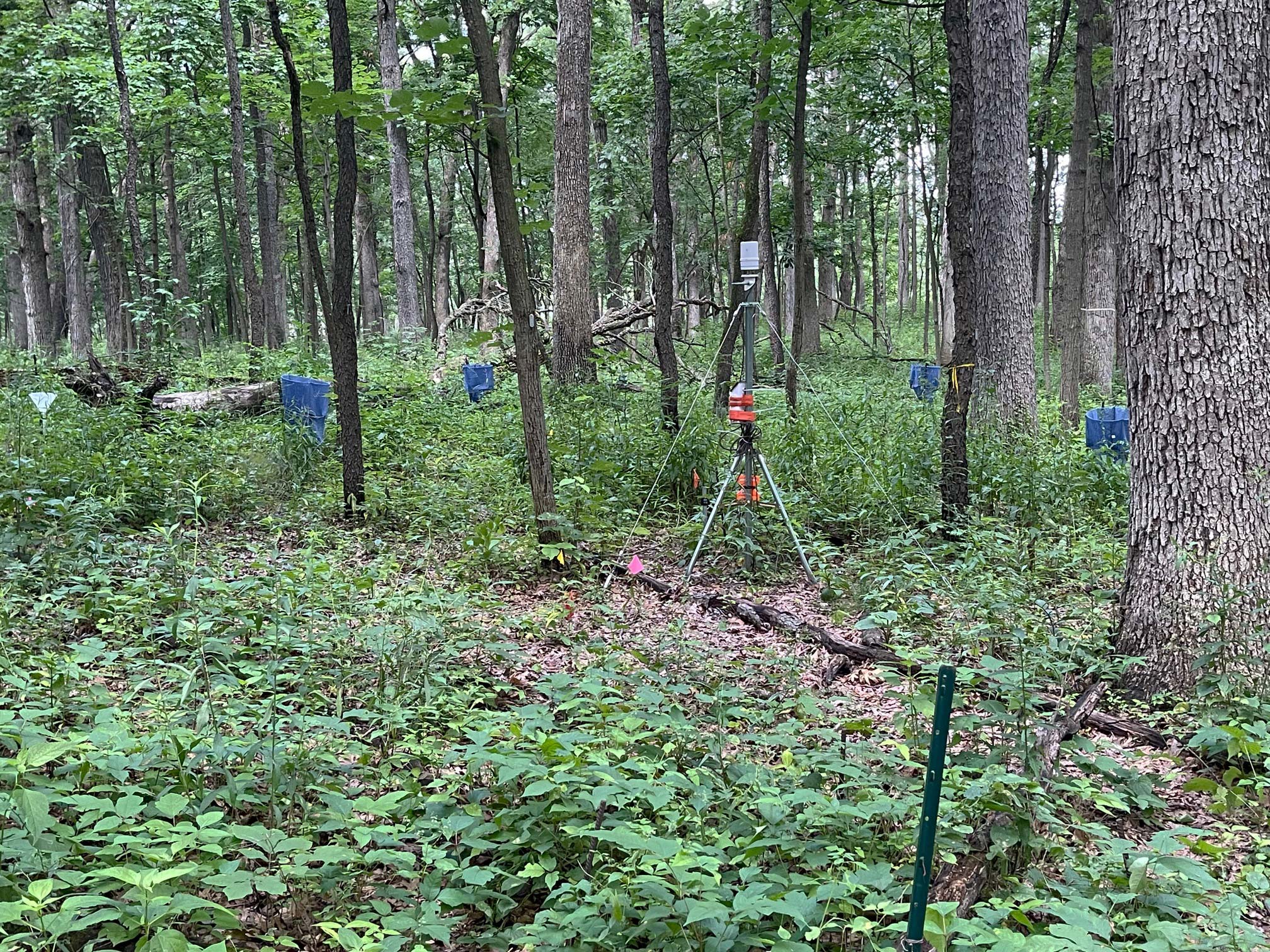 The Morton Arboretum