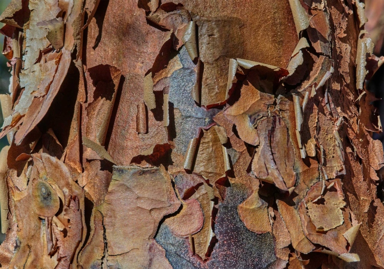 The Morton Arboretum