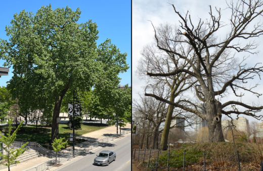 The Morton Arboretum