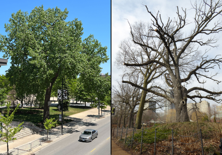 The Morton Arboretum