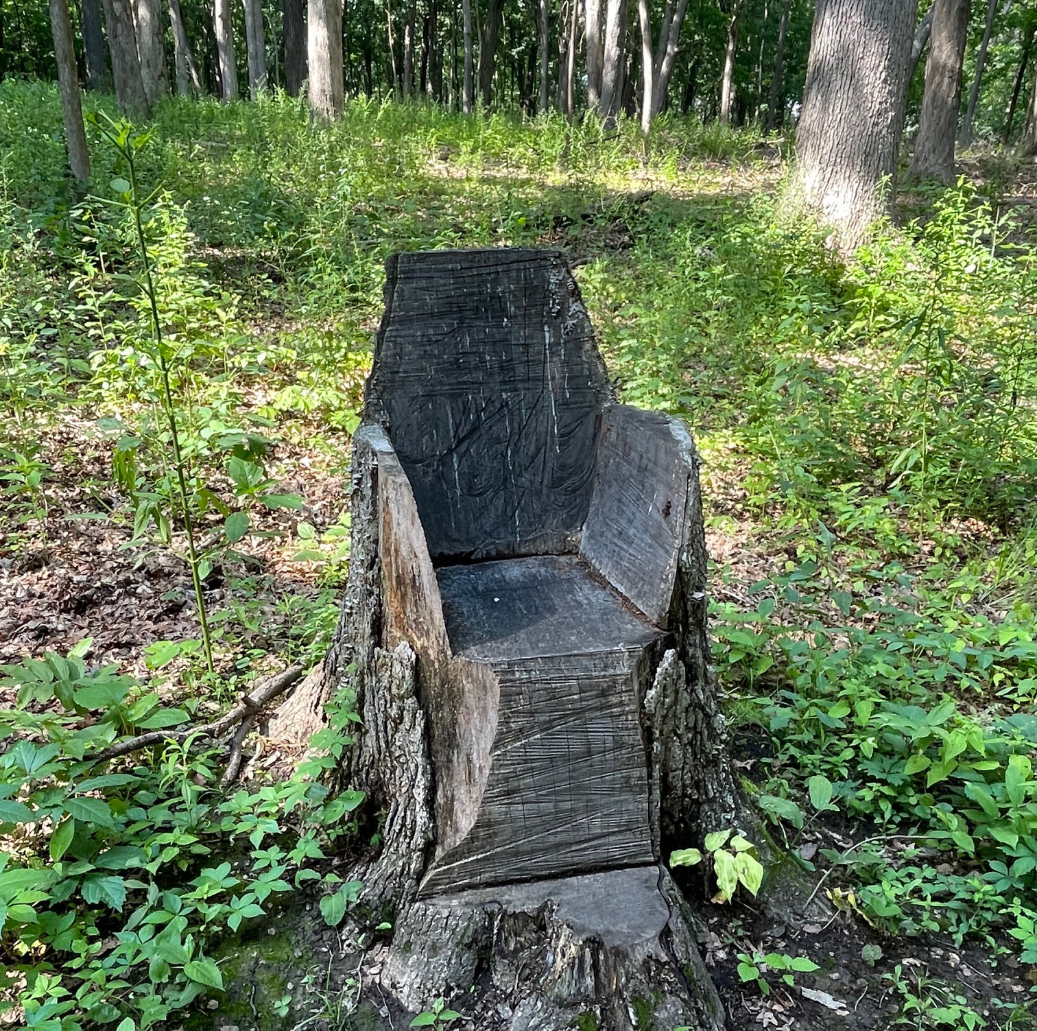 The Morton Arboretum