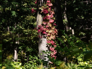 The Morton Arboretum
