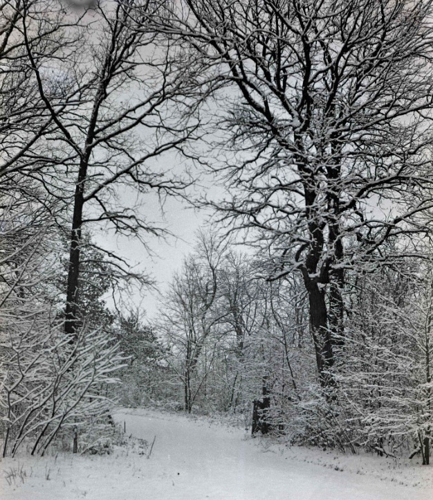 The Morton Arboretum