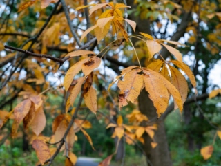 The Morton Arboretum