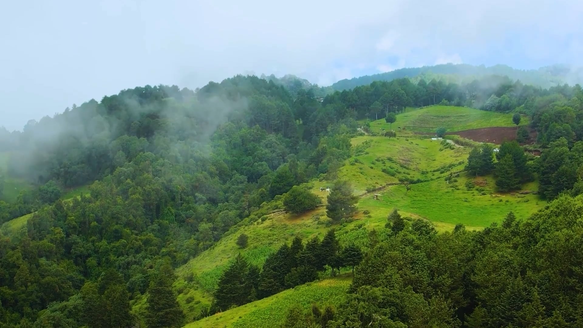 The Morton Arboretum