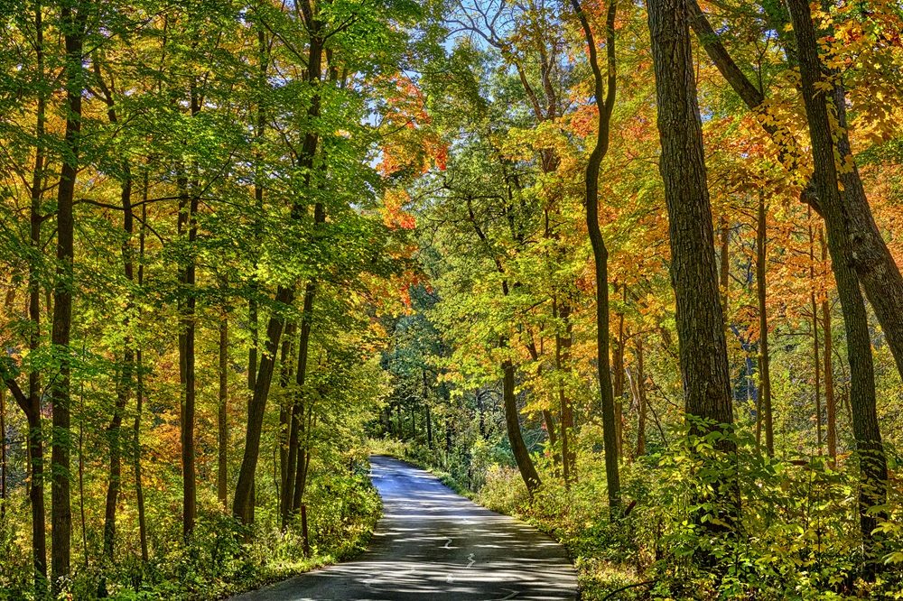 The Morton Arboretum