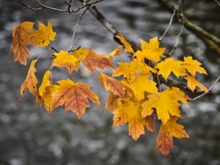 The Morton Arboretum