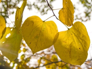 The Morton Arboretum