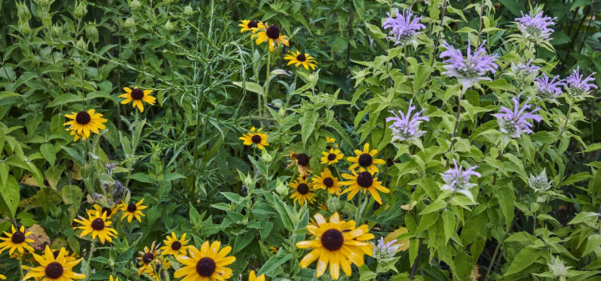 The Morton Arboretum