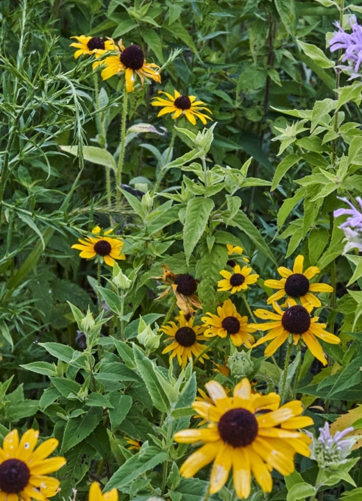 The Morton Arboretum