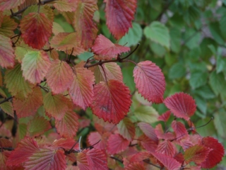 The Morton Arboretum