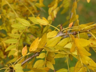 The Morton Arboretum