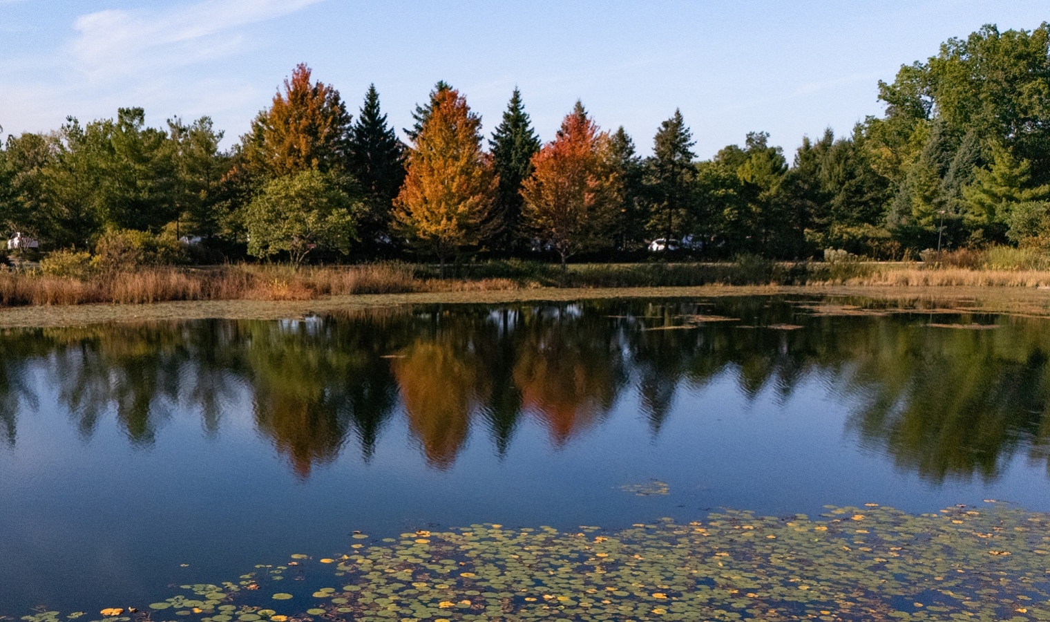 The Morton Arboretum