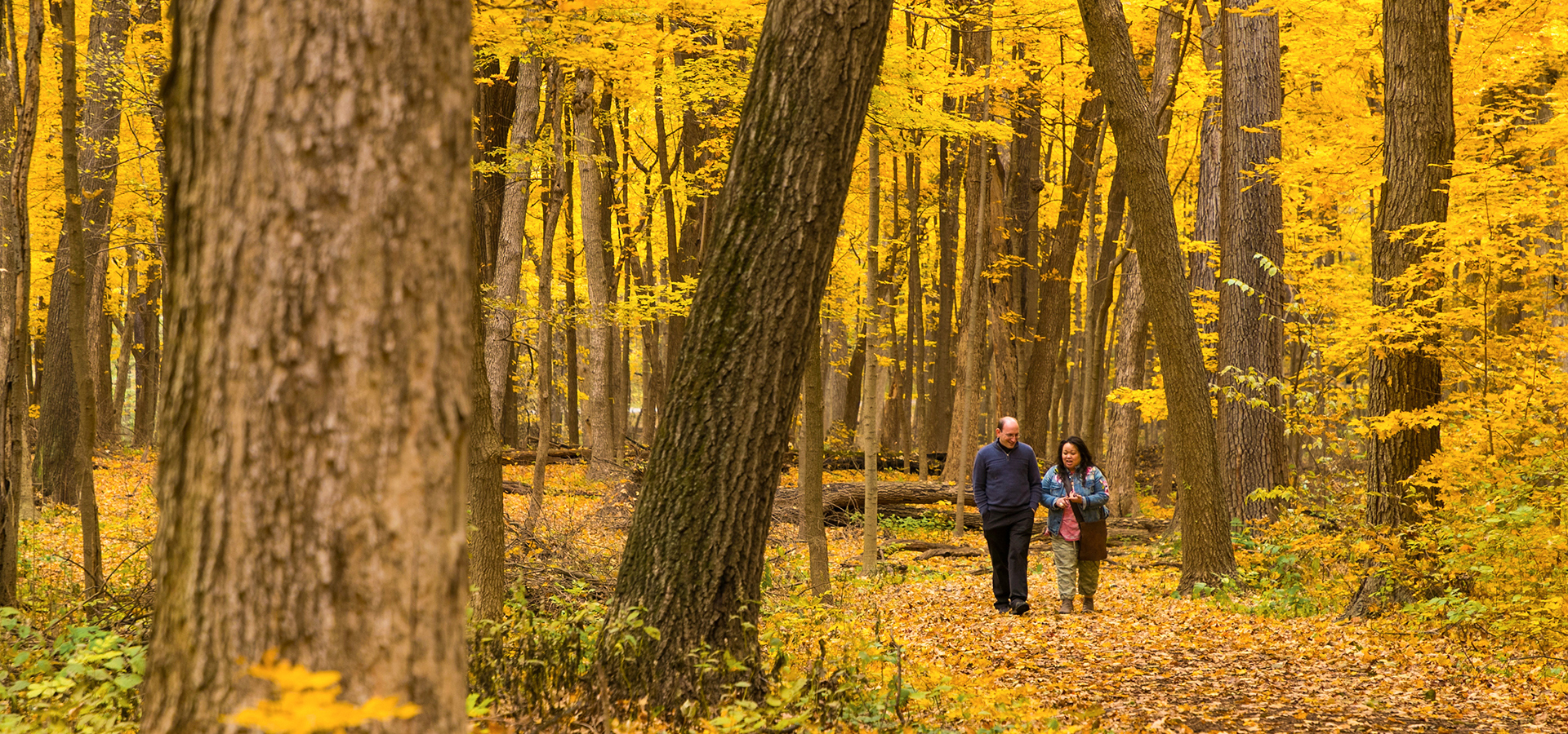 The Morton Arboretum
