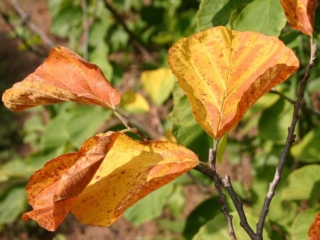 The Morton Arboretum