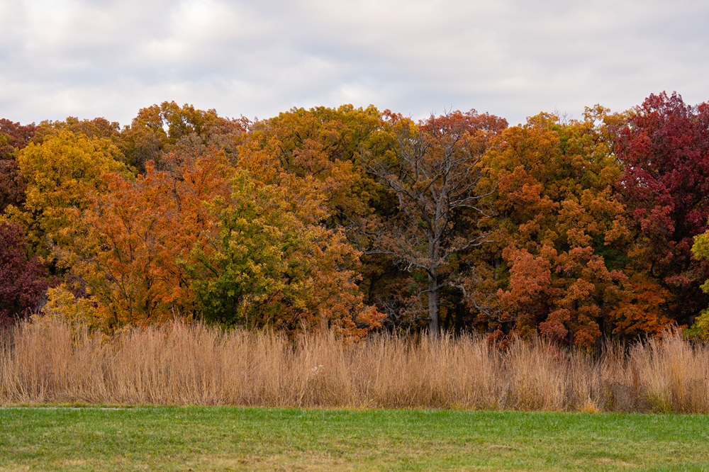The Morton Arboretum