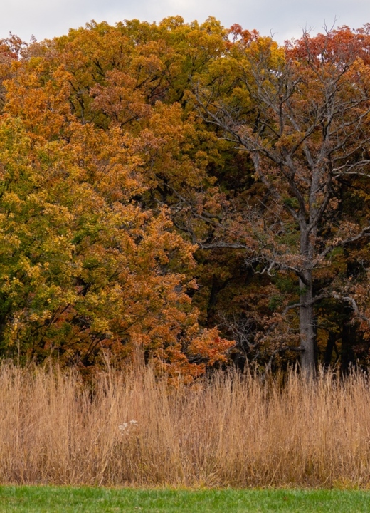 The Morton Arboretum