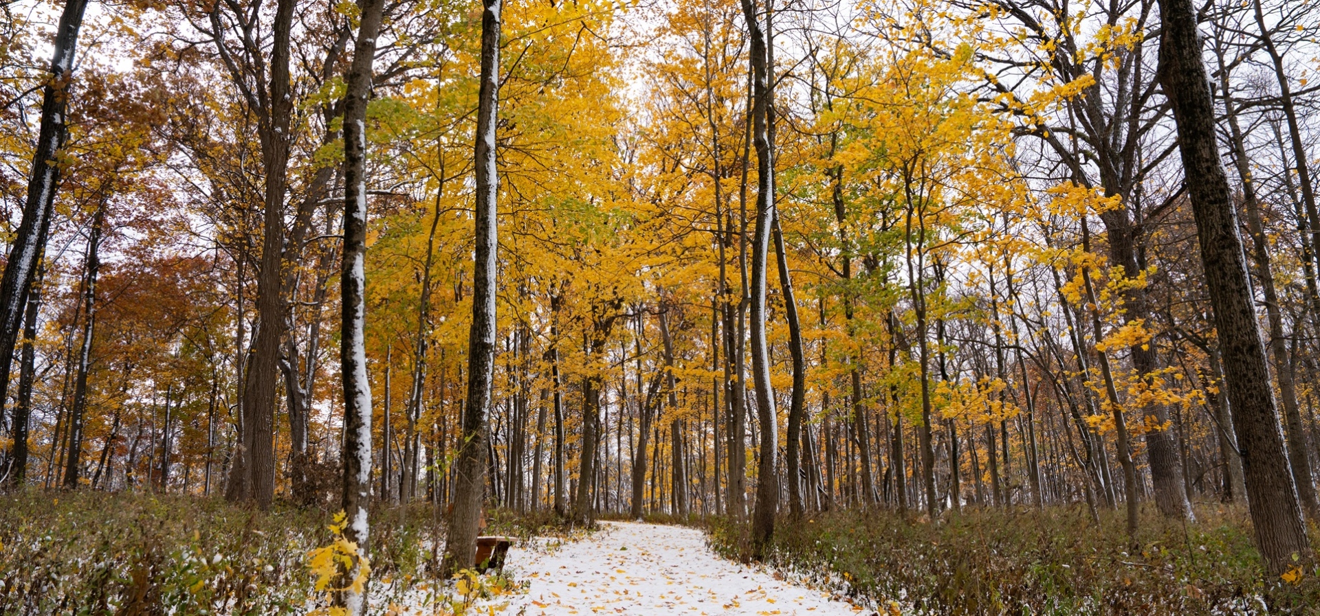 The Morton Arboretum