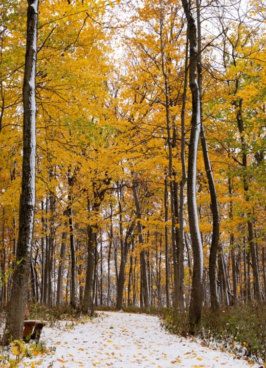 The Morton Arboretum