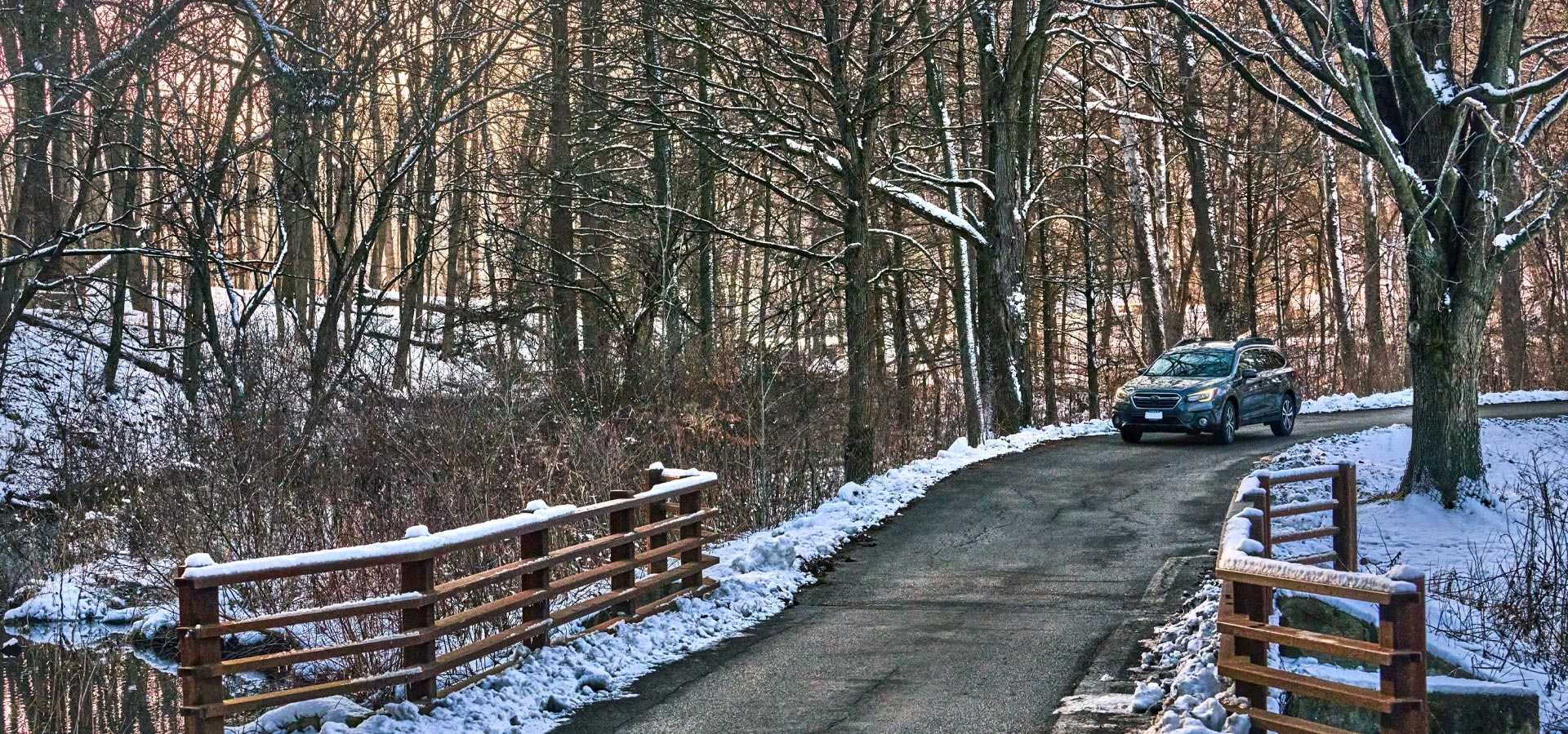 The Morton Arboretum