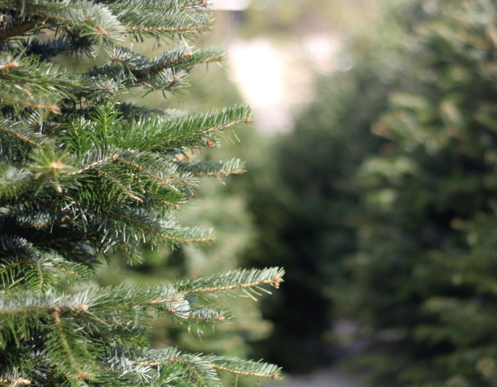 The Morton Arboretum