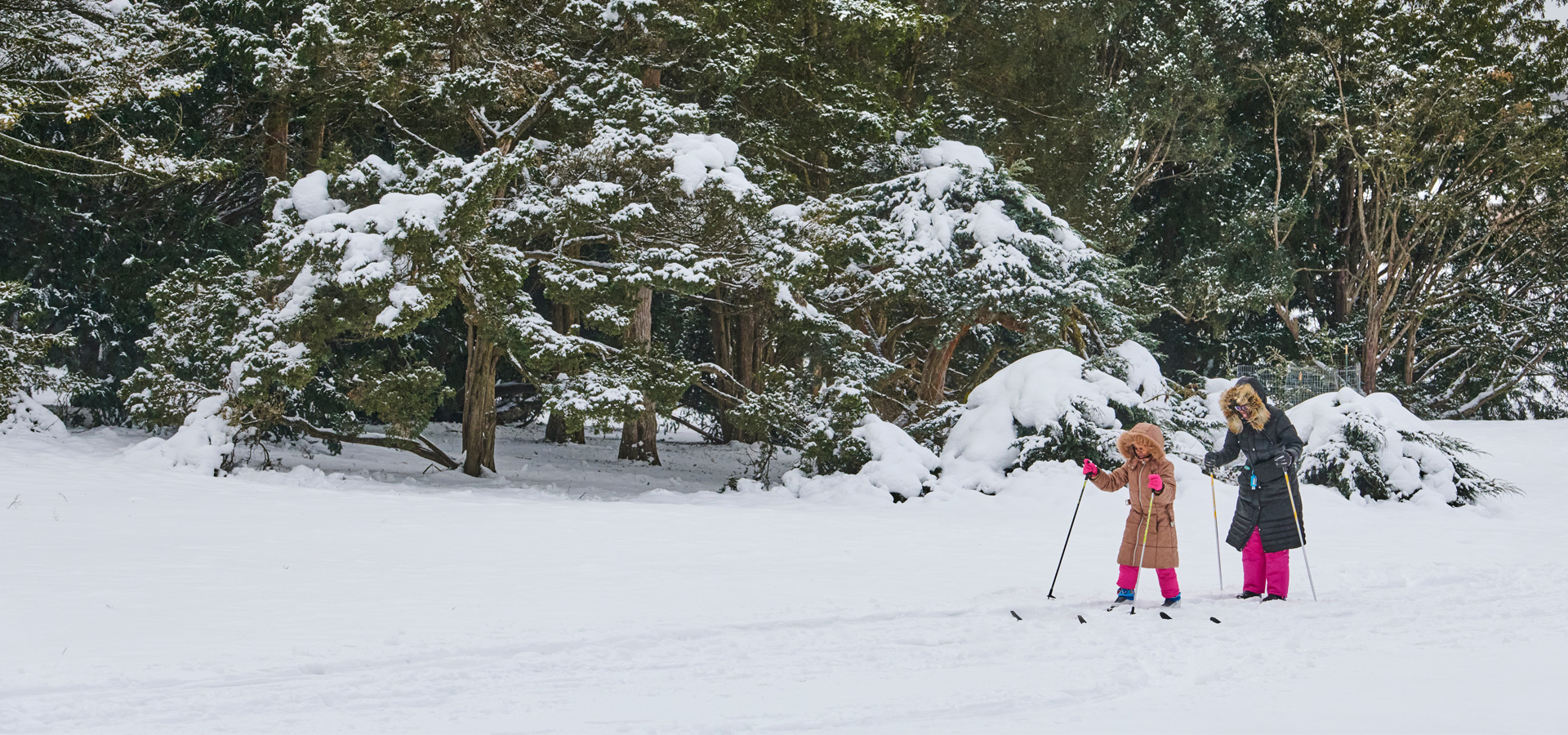 The Morton Arboretum
