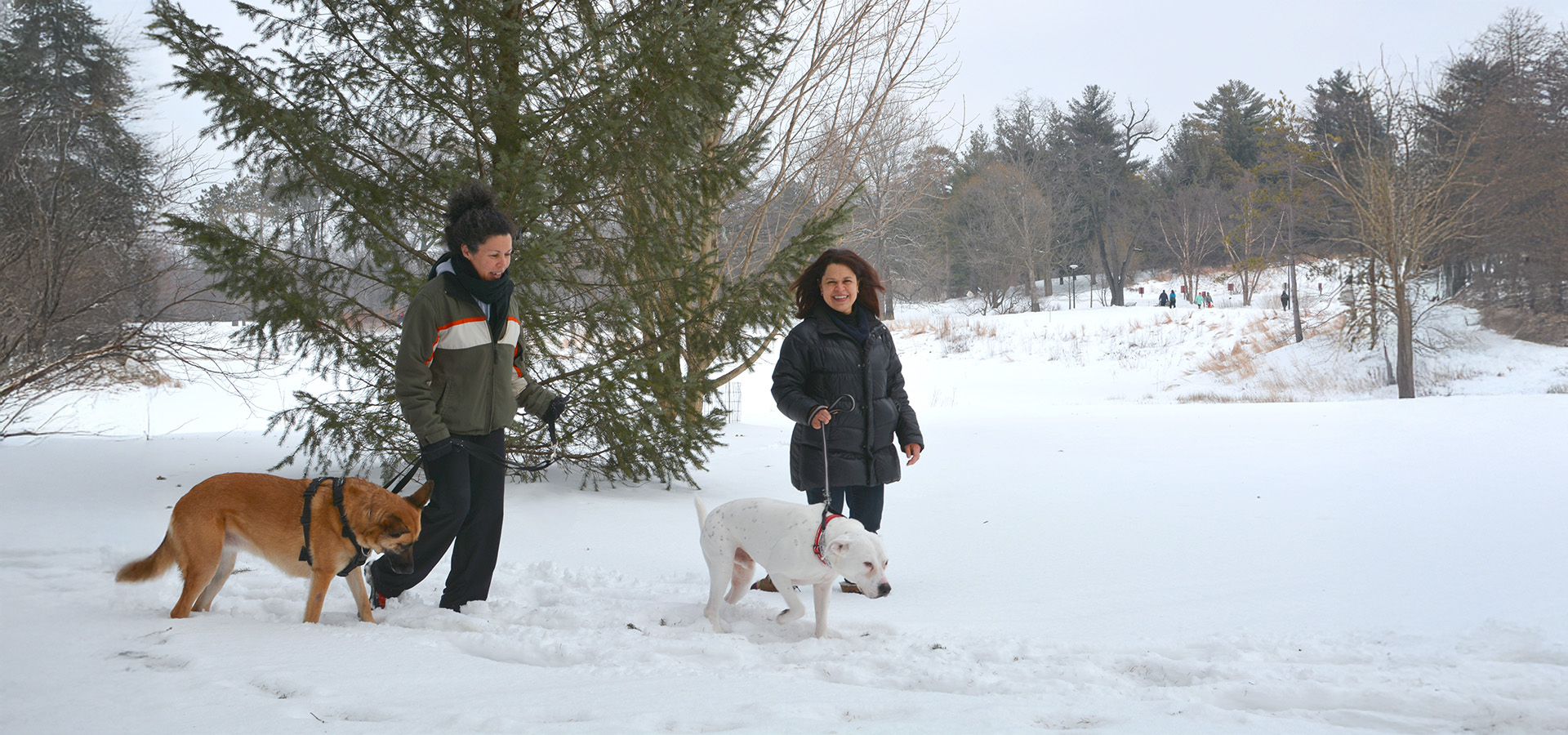 The Morton Arboretum