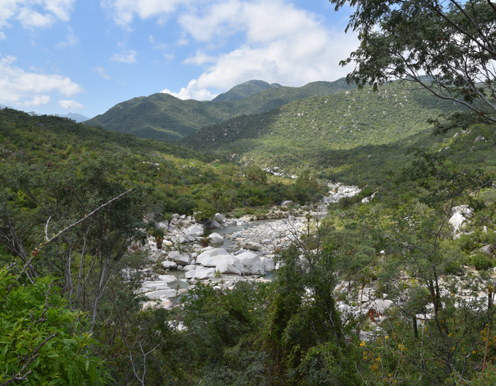 The Morton Arboretum